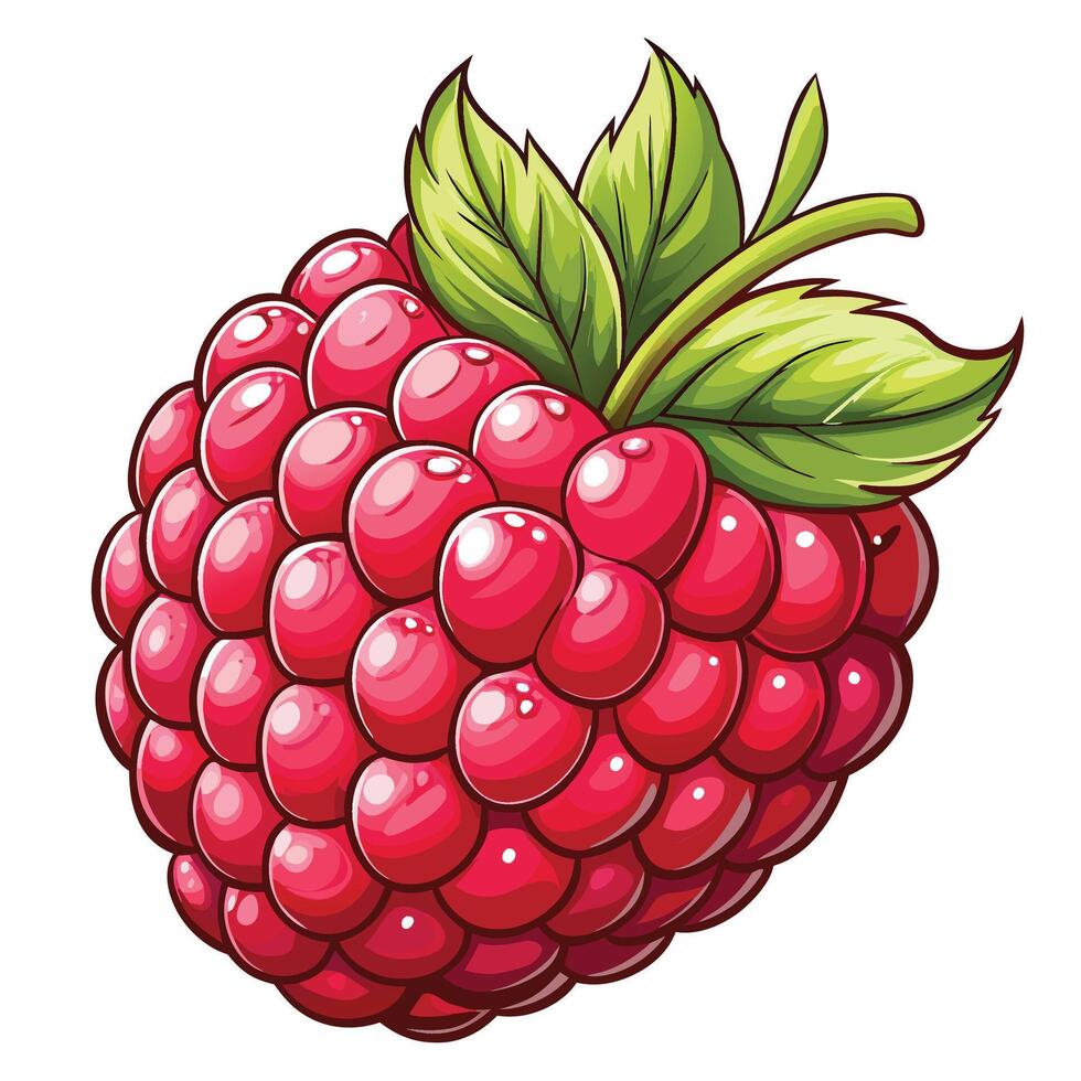 raspberry fruit illustration isolated on white background vector