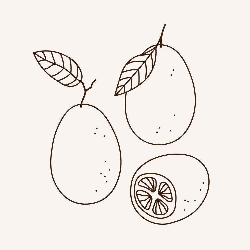 Illustration of Kumquat citrus plants on isolated background. Hand drawn set with whole and half juicy Fortunella fruit. vector