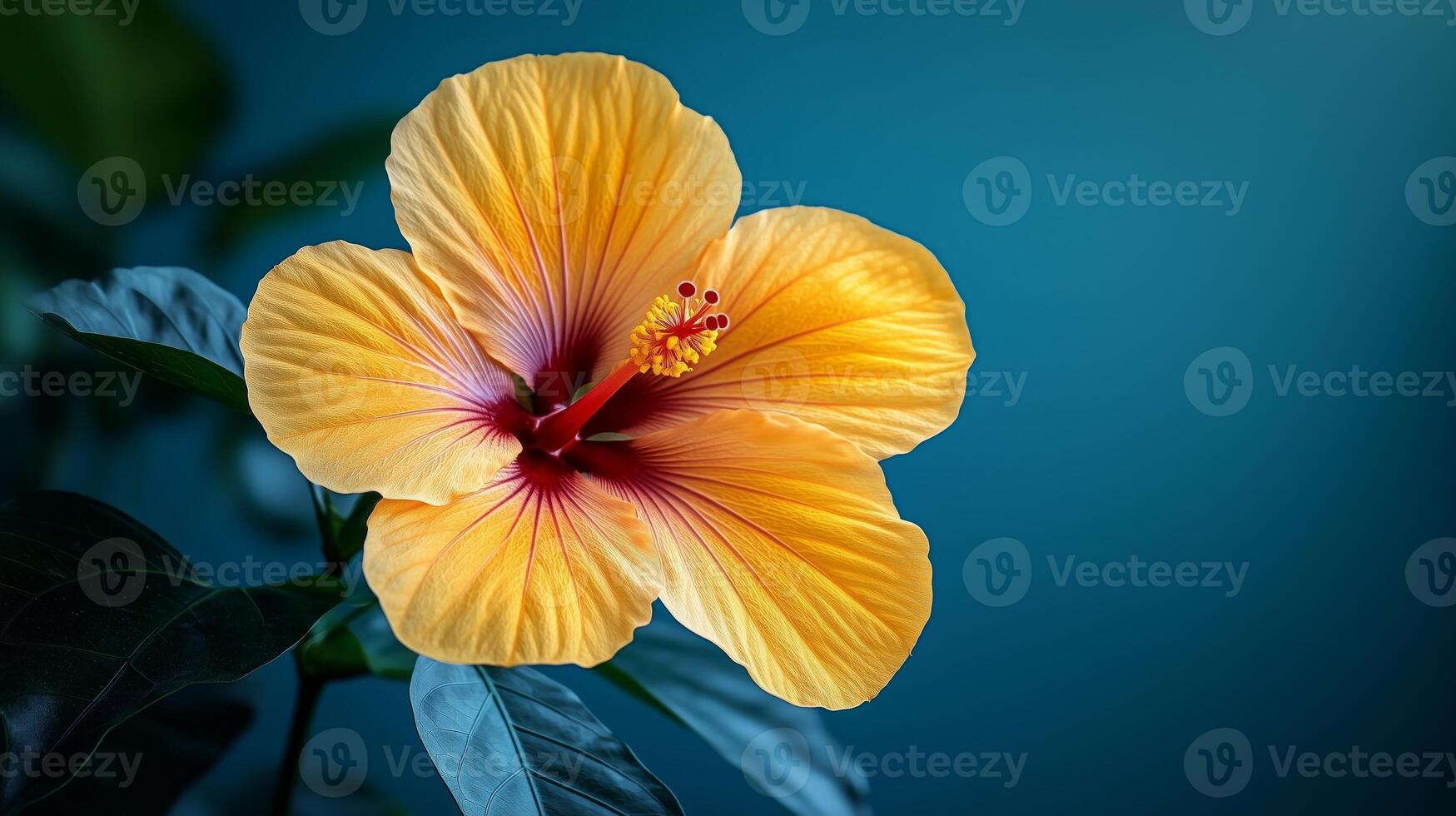 A yellow hibiscus flower is shown against a blue background photo
