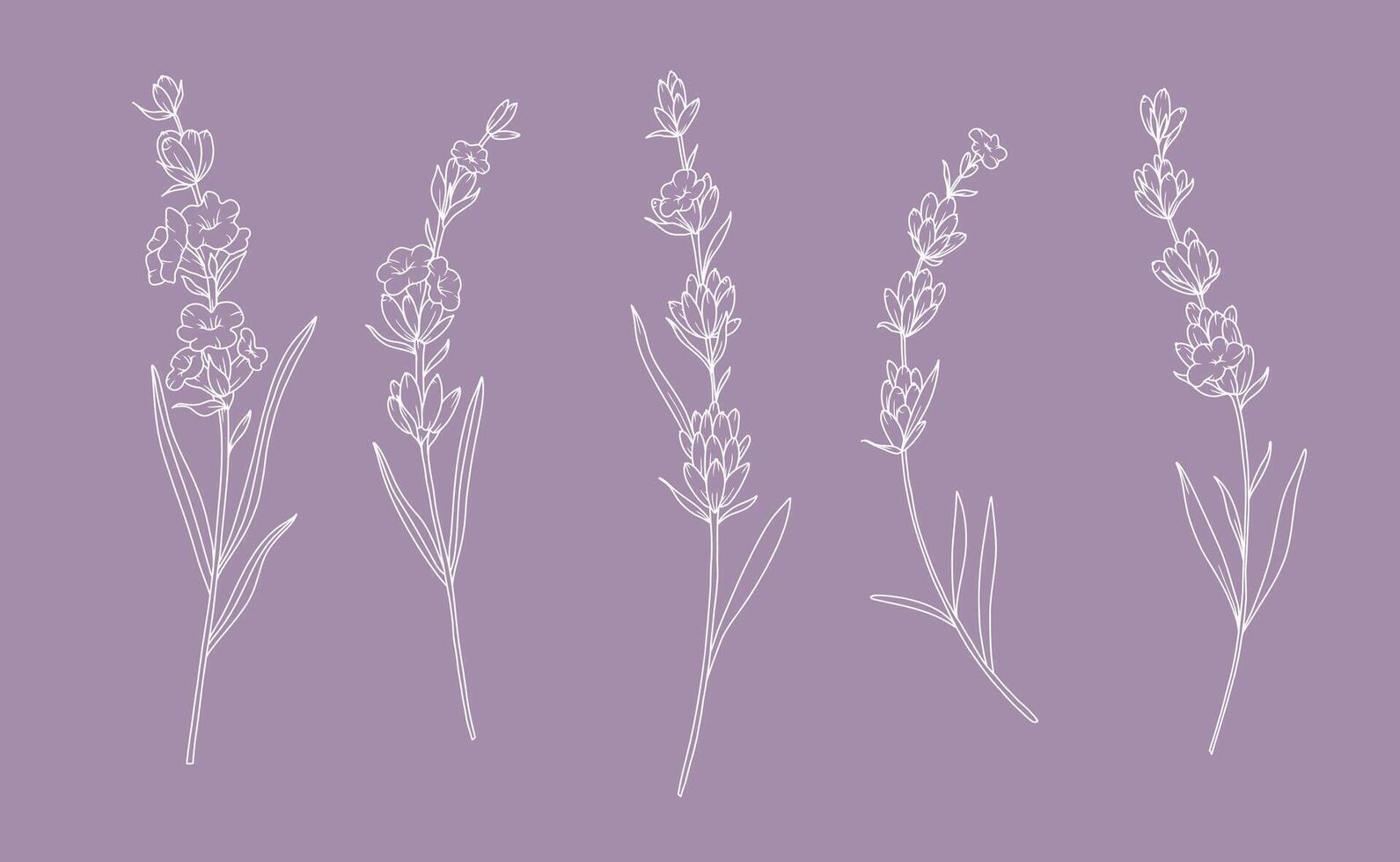 Lavender branches Line Drawing. Outline Lavender illustration. Hand Drawn lavener. Black and white Flowers. Monochrome Floral Line Art. Botanical Coloring. Lavender Wedding vector
