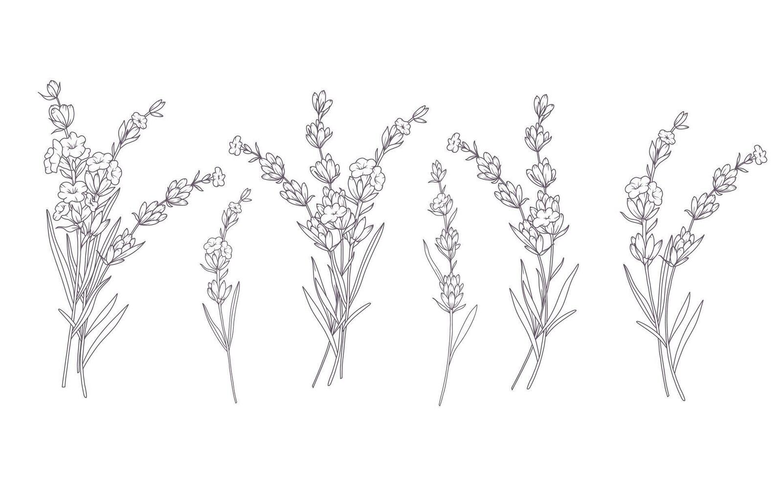 Lavender Line Drawing Isolated. Outline Lavender illustration. Hand Drawn lavener. Black and white Flowers. Monochrome Floral Line Art. Botanical Coloring. Lavender Wedding vector