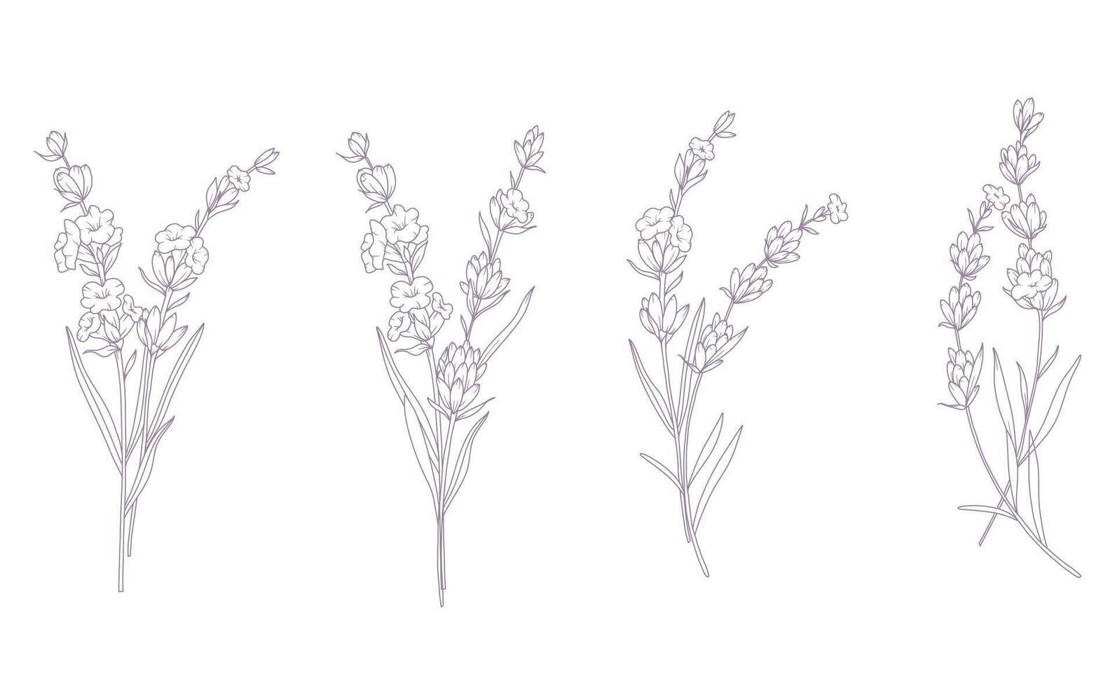 Lavender Line Drawing Bouquets isolated. Outline Lavender illustration. Hand Drawn lavener. Black and white Flowers. Monochrome Floral Line Art. Botanical Coloring. Lavender Wedding vector