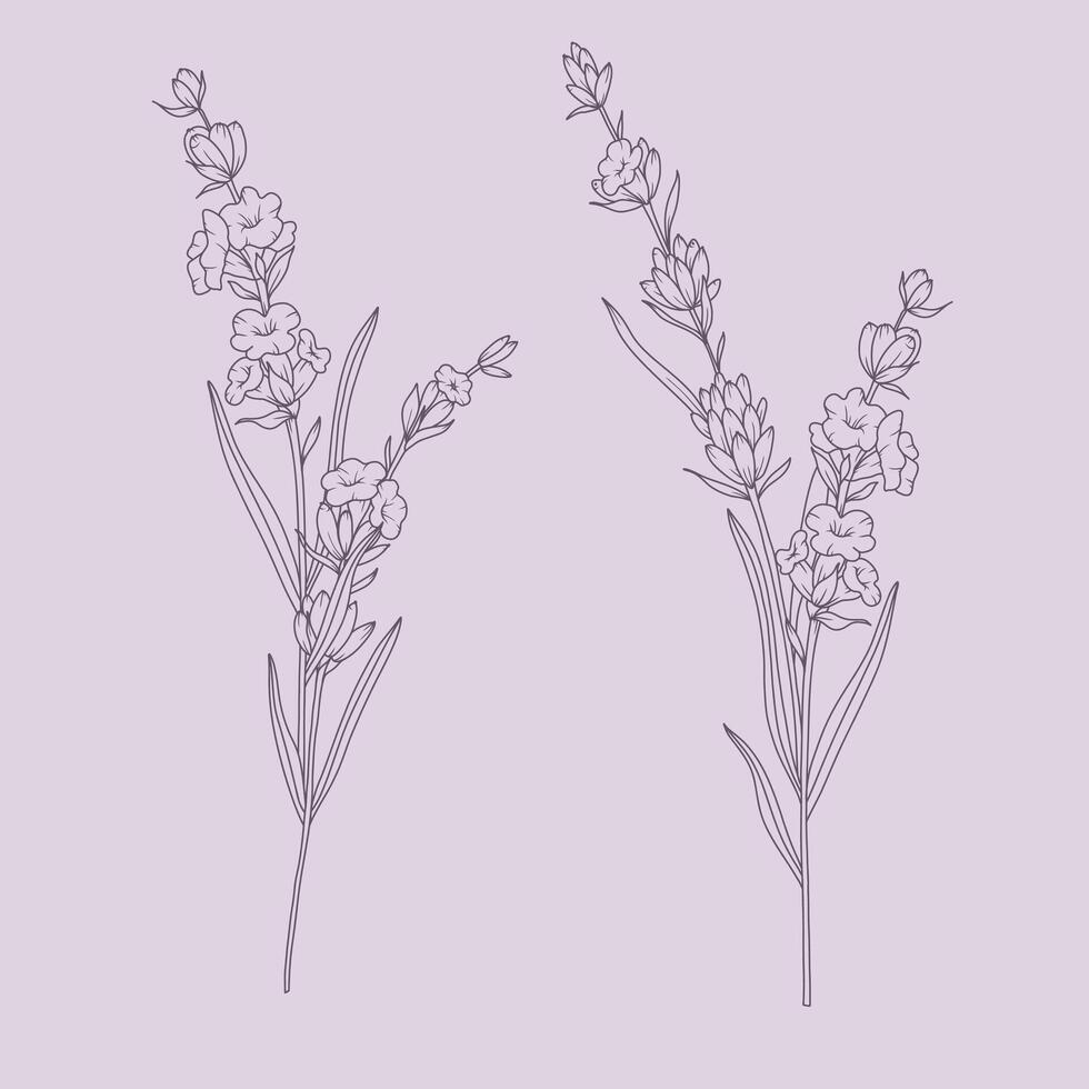 Lavender Line Drawing Bouquets. Outline Lavender illustration. Hand Drawn lavener. Black and white Flowers. Monochrome Floral Line Art. Botanical Coloring. Lavender Wedding vector