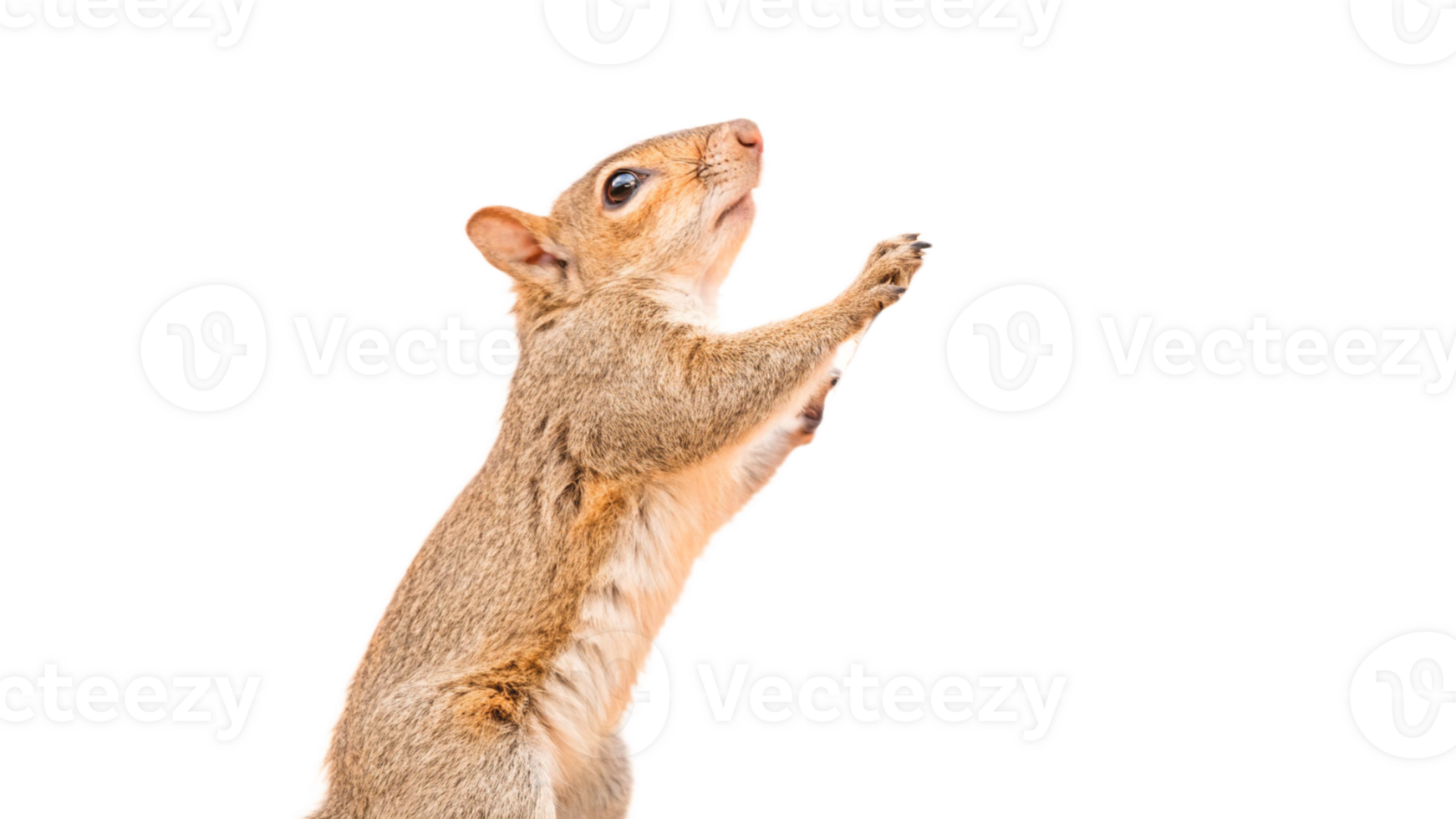 A squirrel is standing on its hind legs and reaching up png