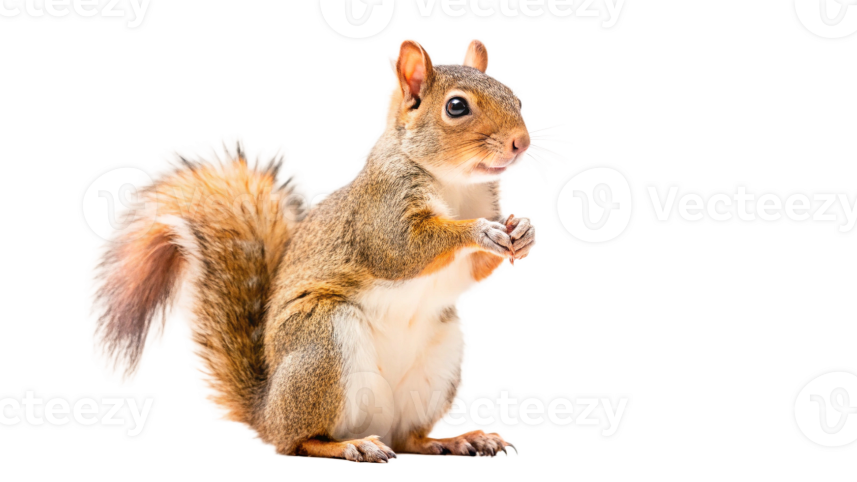 A squirrel is standing on its hind legs png