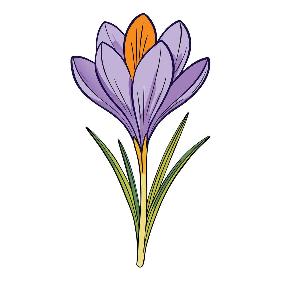 A Delicate Purple Crocus Flower with Orange Center and Green Leaves vector