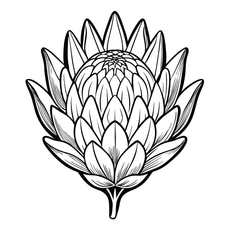 A Detailed Line Drawing of a King Protea Flower Botanical Illustration vector