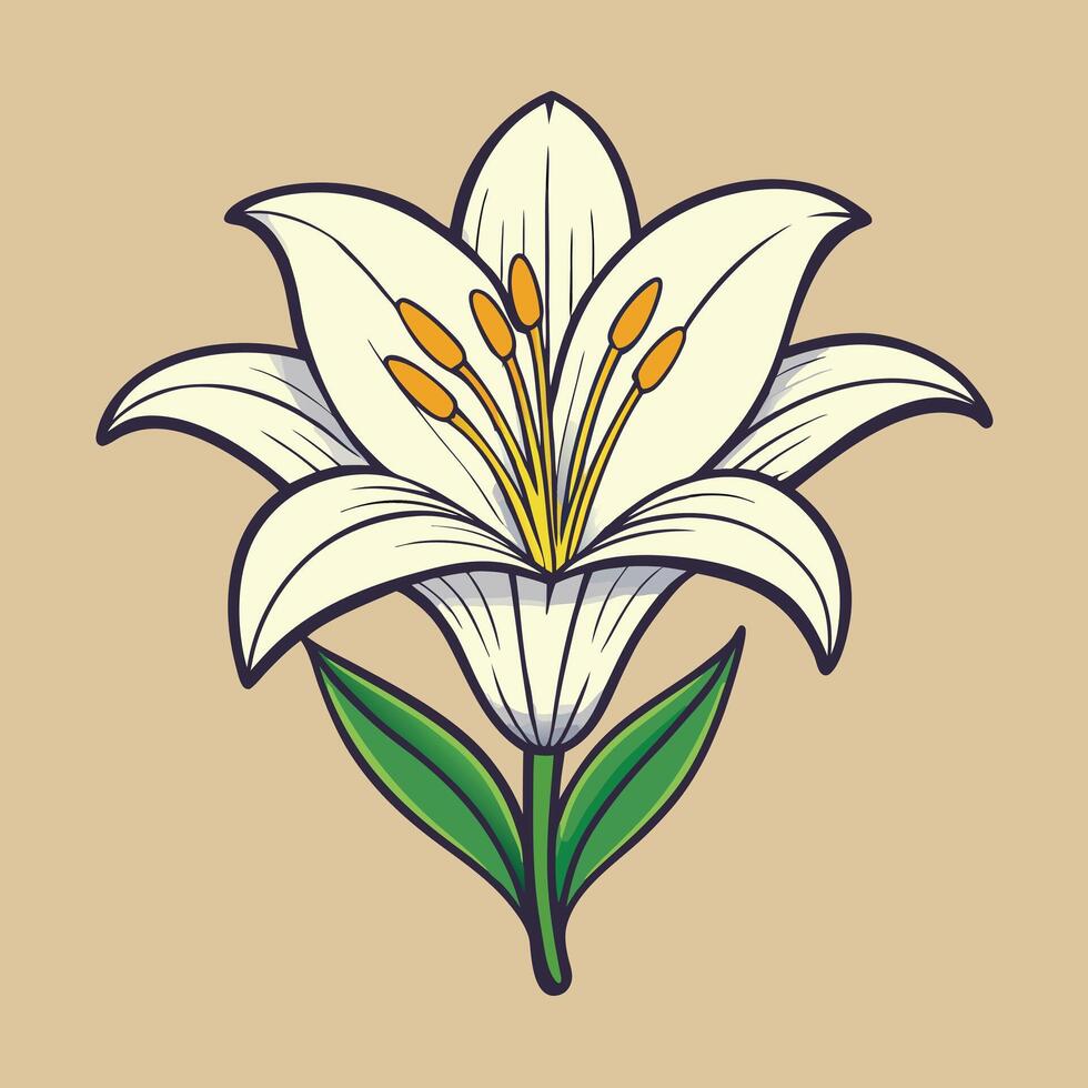 Beautiful White Lily Flower Illustration Botanical Drawing vector
