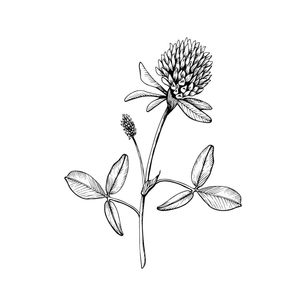 Wild flowering plant blooming clover. Hand drawn botanical illustration. Sketch painted by black inks vector