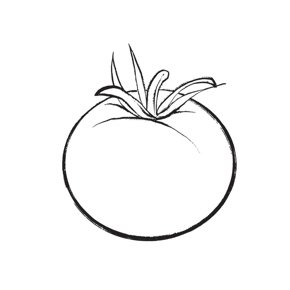 outline illustration of a whole tomato in sketch style. Suitable for design, packaging, printing, and culinary projects. vector