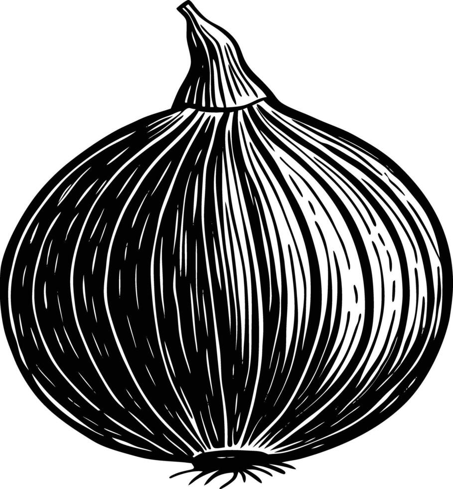 An onion is shown in a black and white drawing vector