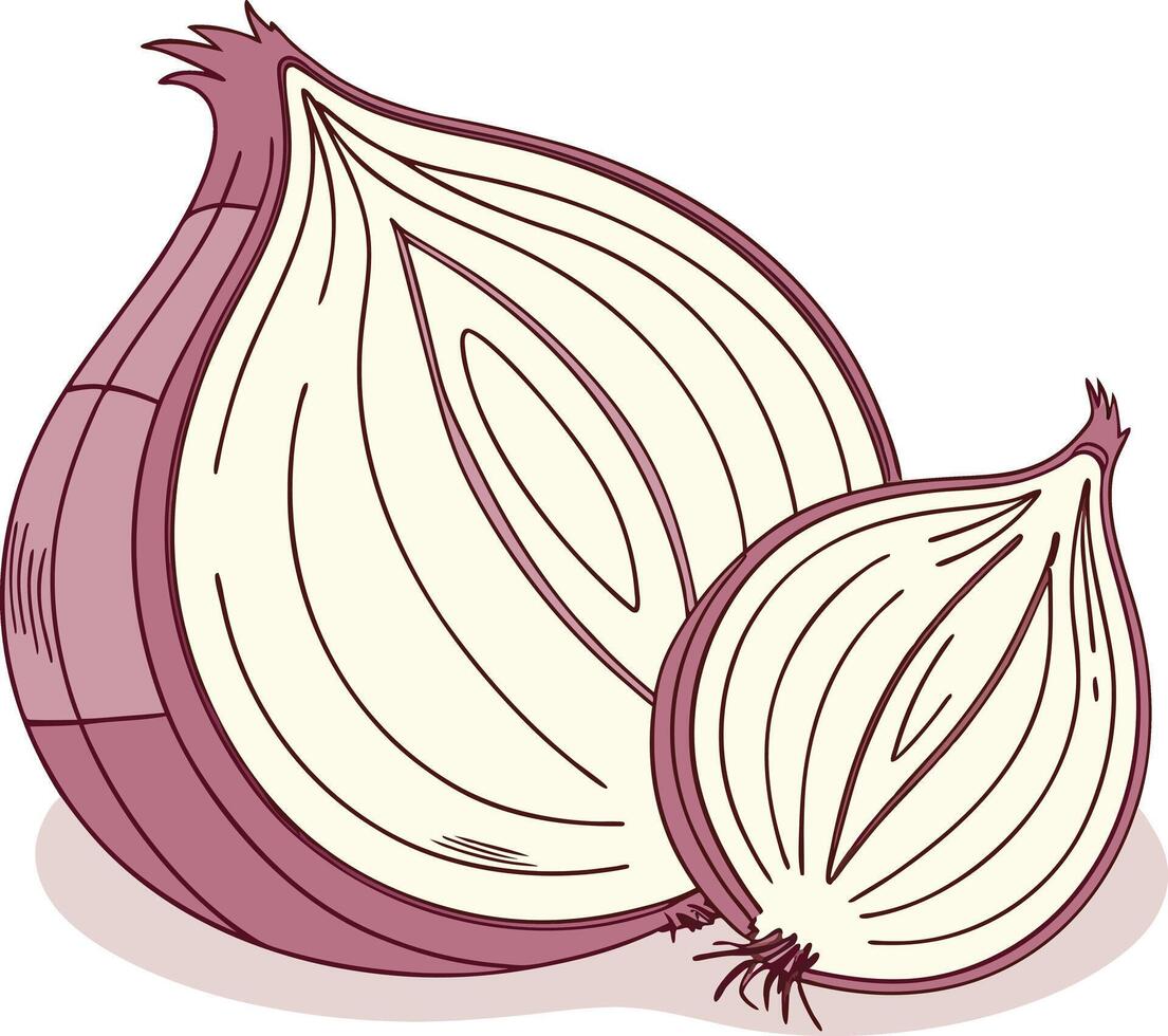 An onion is shown with two halves vector