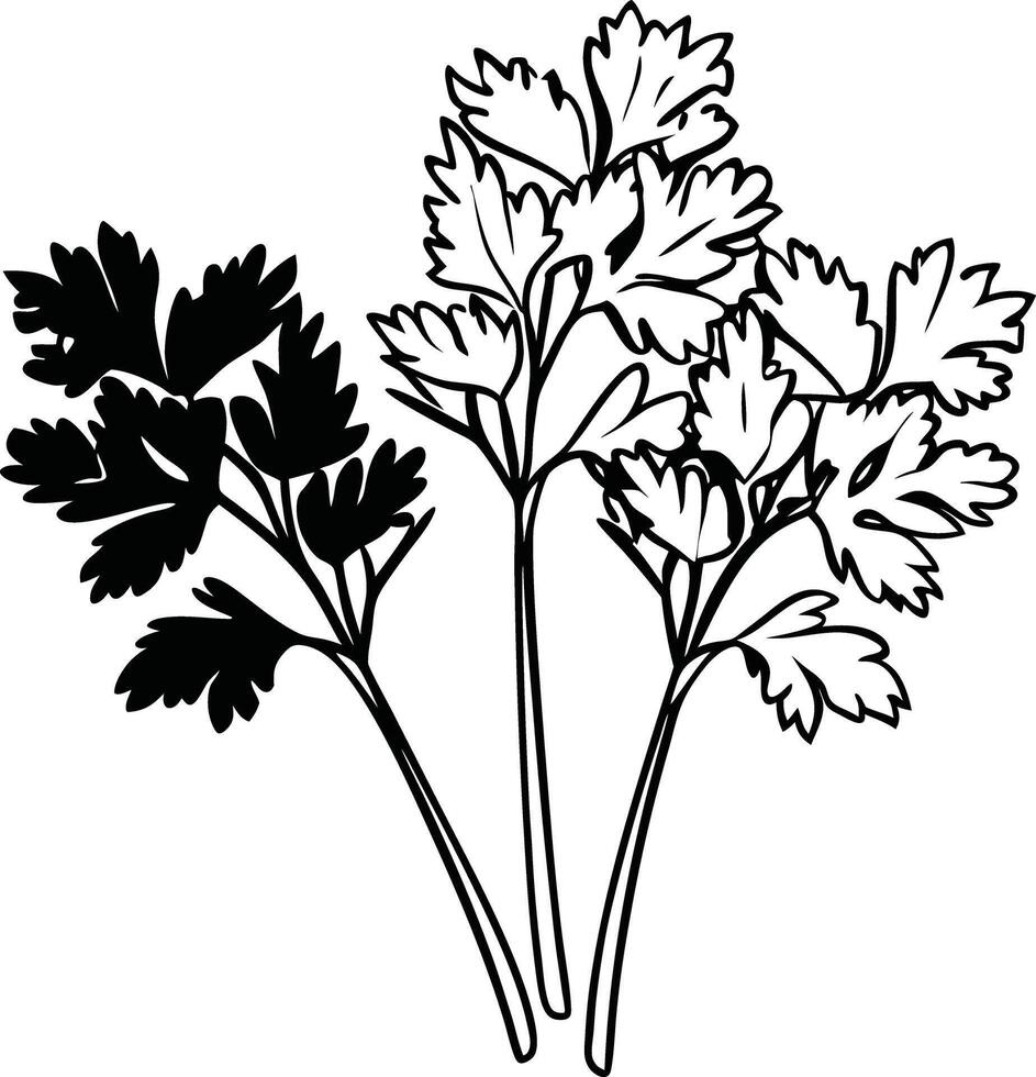 Coriander leaves coloring pages vector