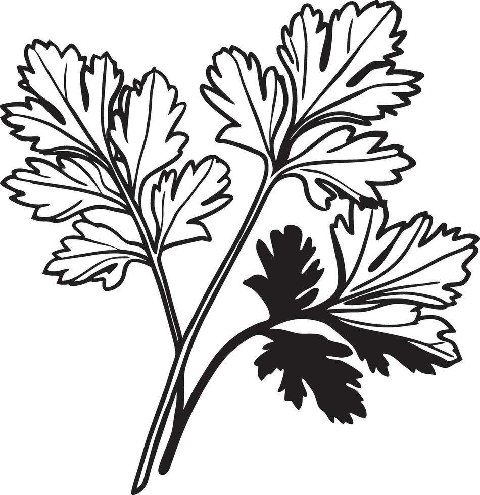 A black and white drawing of parsley vector