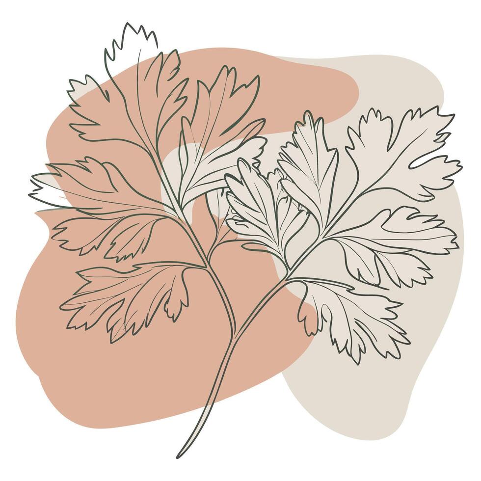 A drawing of a parsley plant with leaves vector
