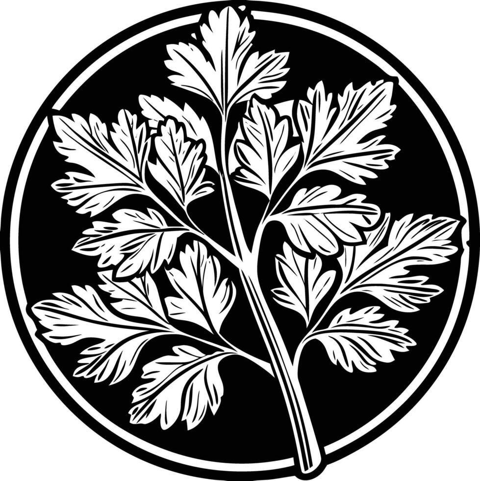 A black and white illustration of a parsley plant vector