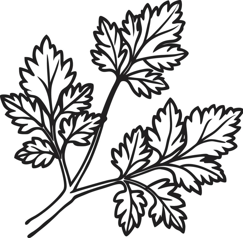 A black and white drawing of a leaf vector
