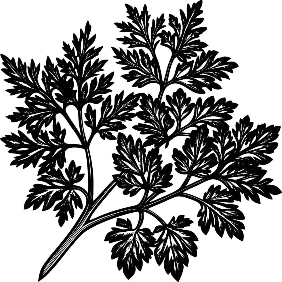 Black and white illustration of a parsley plant vector