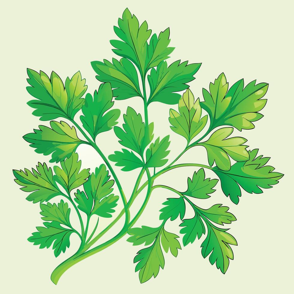 A green parsley plant with leaves on it vector