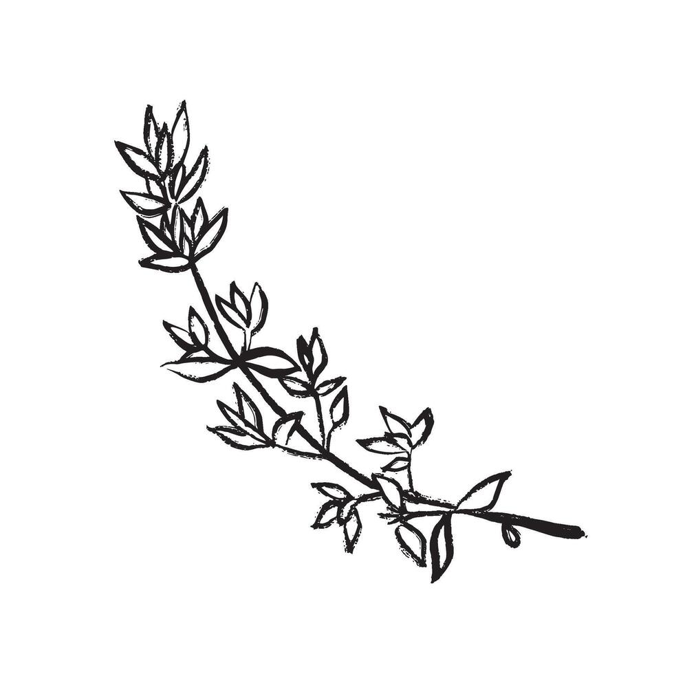 illustration of a fresh thyme branch. Suitable for spice packaging, menus, cookbooks, restaurant design, food blogs and gastronomic branding. vector