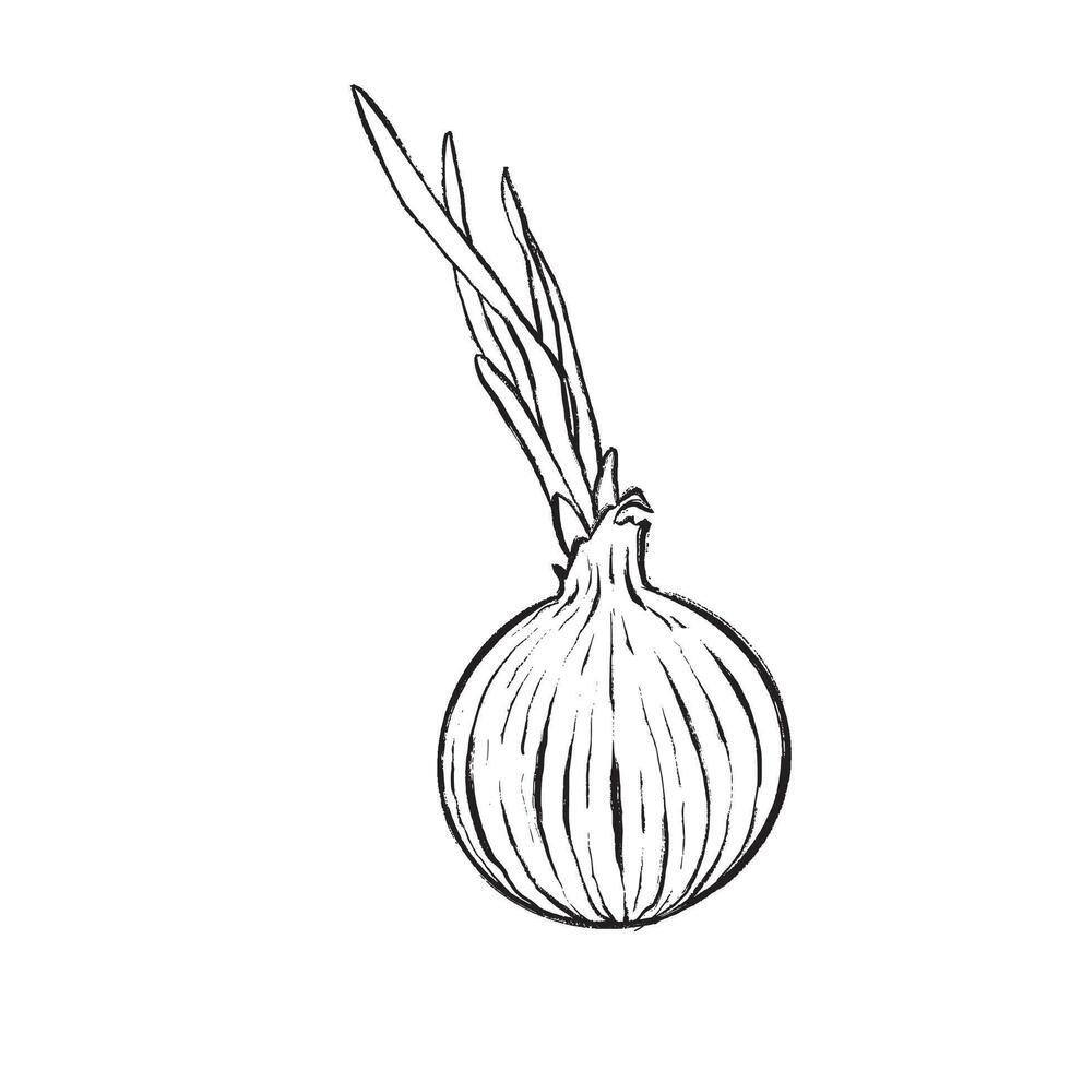 illustrationBlack and white line drawing of a sprouting onion. Suitable for cookbooks, packaging, design, illustrations, logos, prints, and educational materials. vector