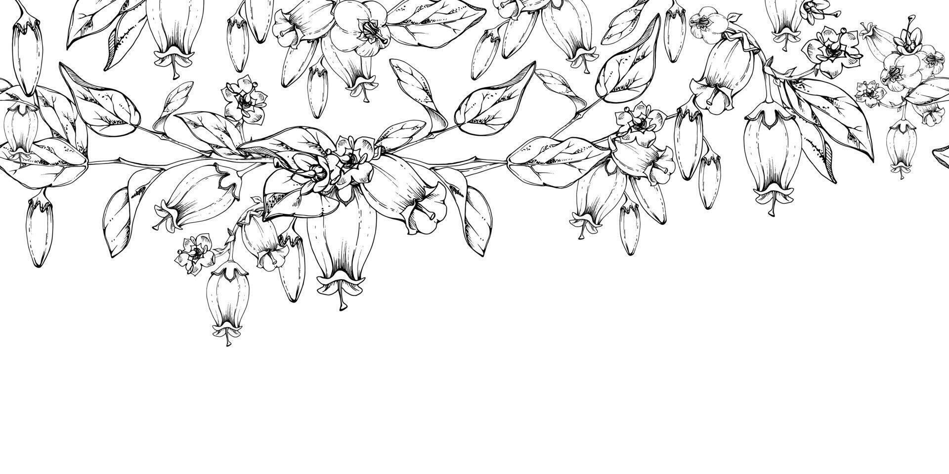 Blueberry white line bell flower and bud with plant leaves on branches, hand drawn in ink , wildflower botanical illustration. Seamless isolated banner, for scrapbooking, wedding, florist shop vector