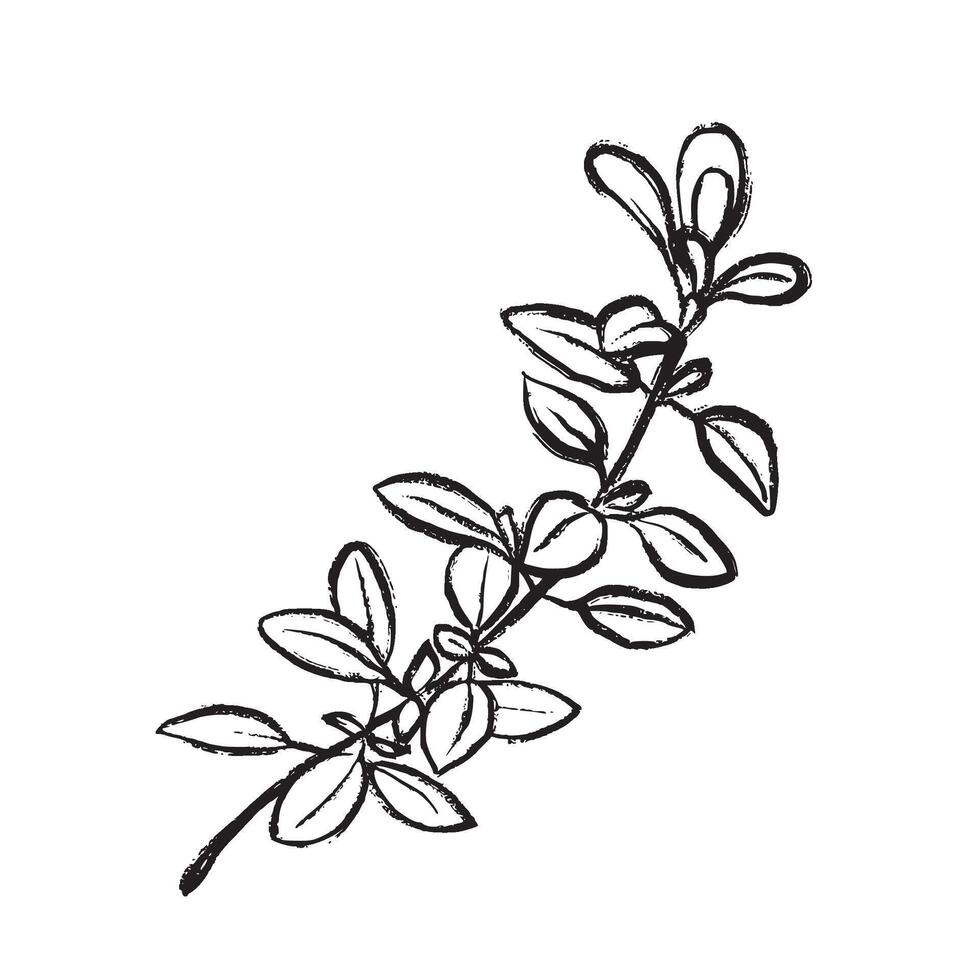 Black and white line drawing of a thyme branch. Ideal for culinary projects, packaging, logos, restaurant design, menus, and natural products. vector