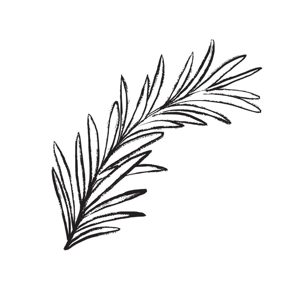 illustration of a fragrant rosemary branch. Suitable for menus, packaging, restaurant design, recipes, food blogs, and culinary branding. vector