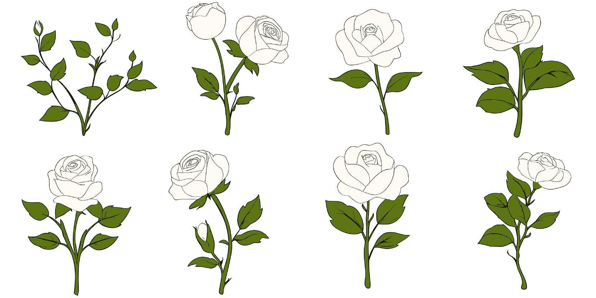 Elegant line art illustration featuring a collection of white rose flowers and foliage vector