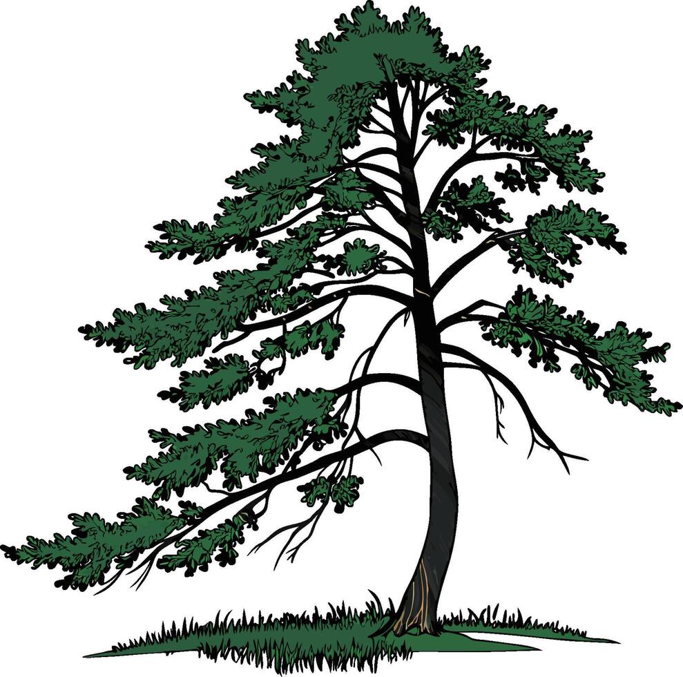 Pine tree clip art vector