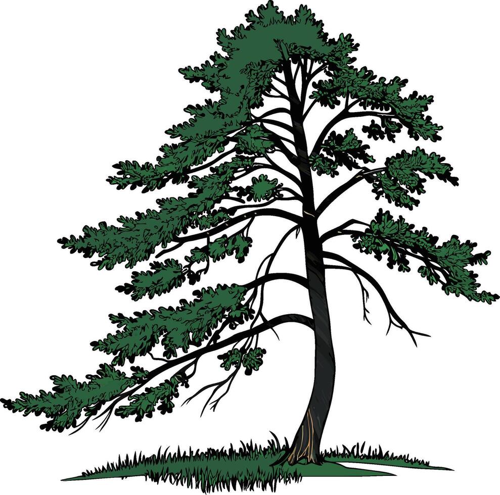 Pine tree clip art vector