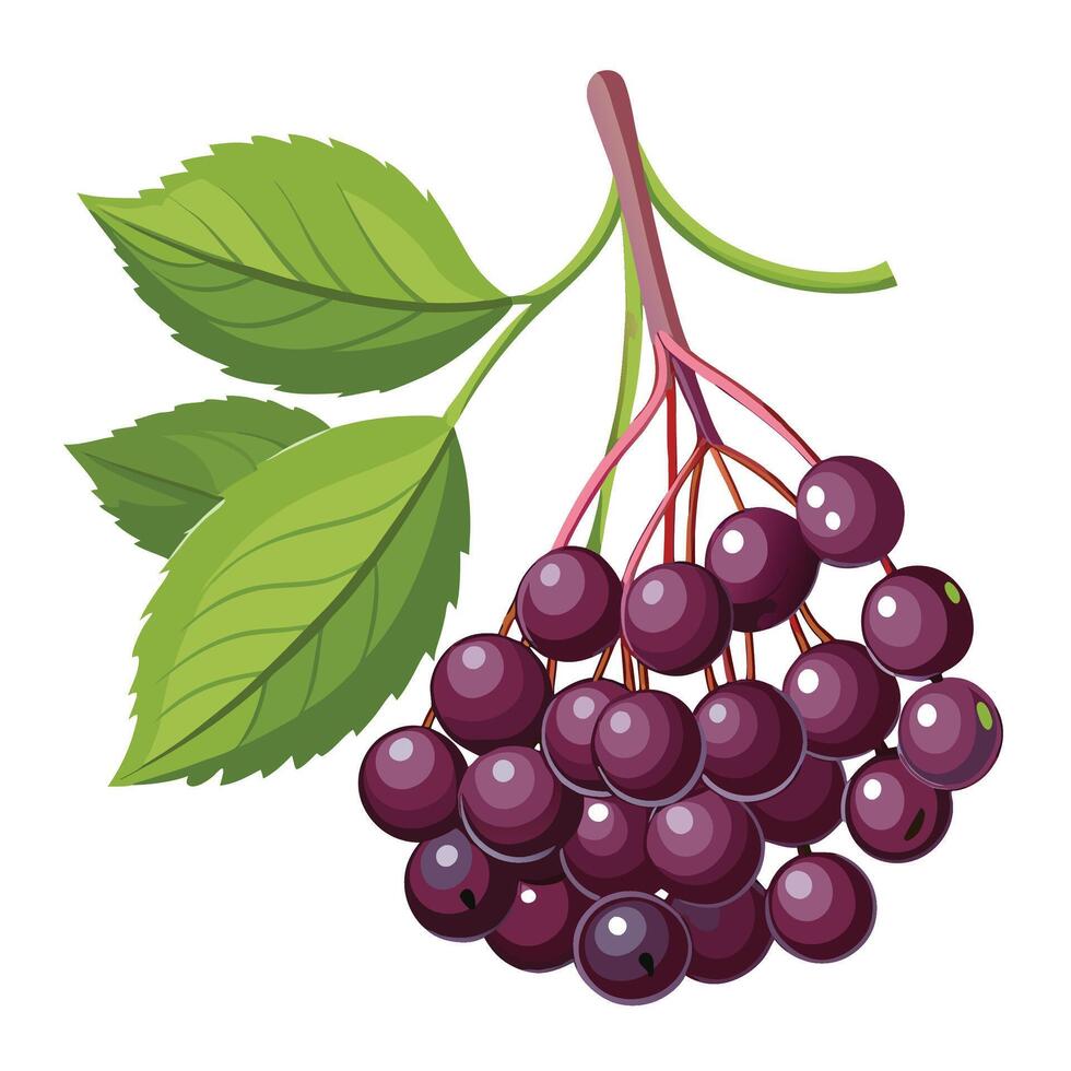 illustration of ripe black currant with leaves isolated on white background vector