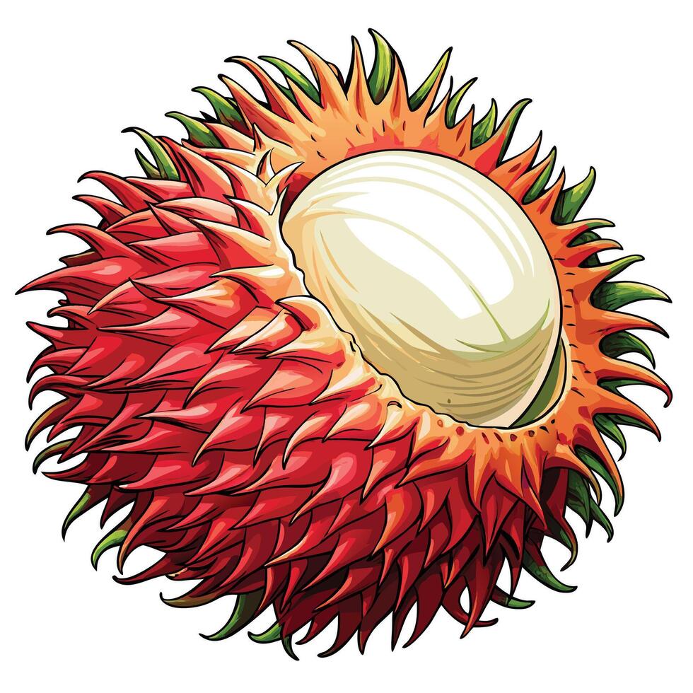 a red and white rambutan fruit on a white background vector