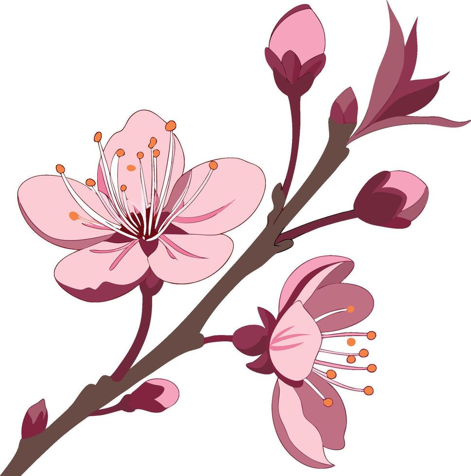 A branch of cherry blossom with pink flowers vector