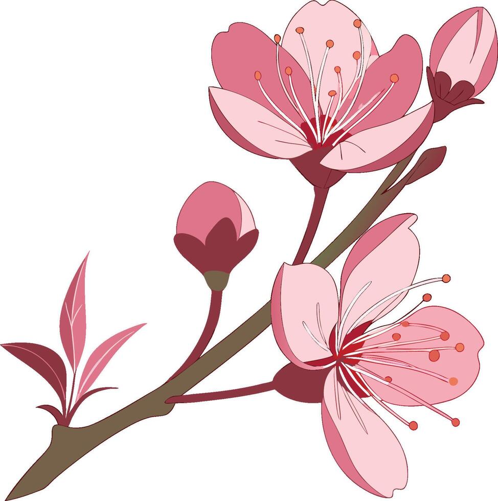 A branch of cherry blossom with pink flowers vector