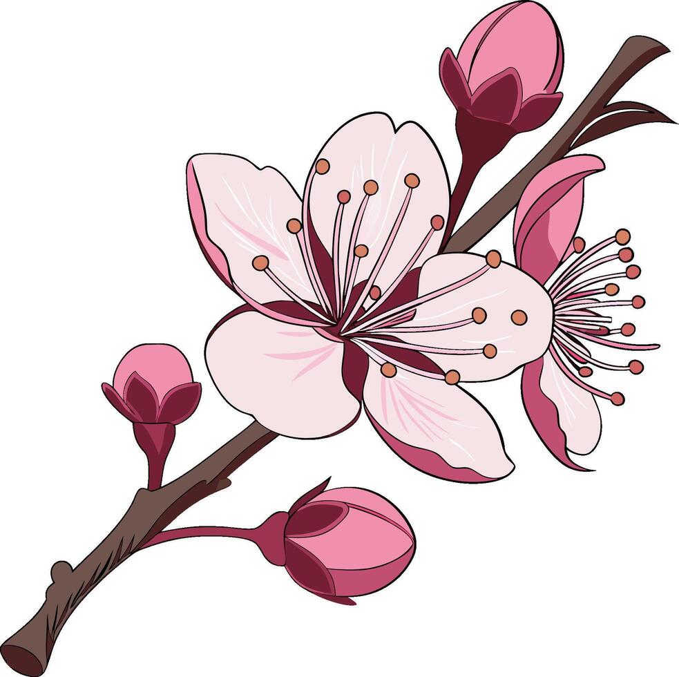 A branch of cherry blossom with flowers vector