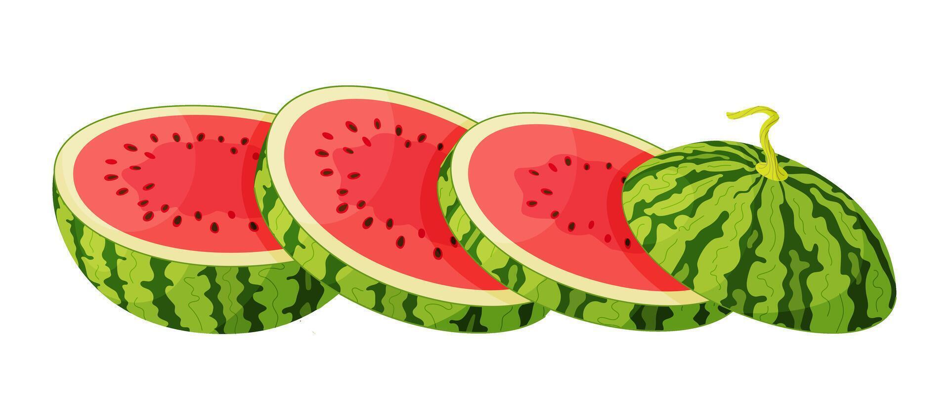 Sliced watermelon. Fresh red chopped watermelon. Large round slices of juicy summer fruit. Healthy vegetarian snack, cut watermelon for design Hand drawn flat style isolated illustration vector