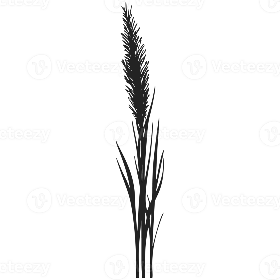 A black and white illustration of a tall grass png