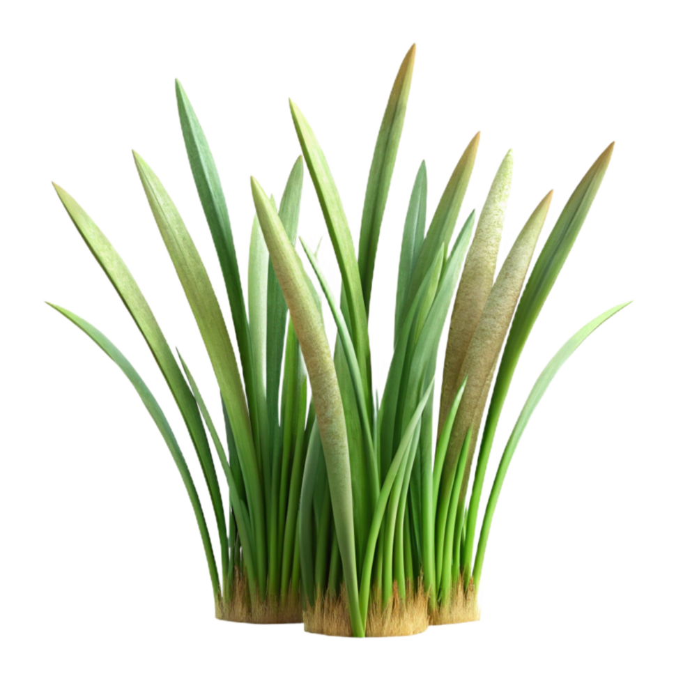 vibrant classic Grass Blades Isolated Element professional png