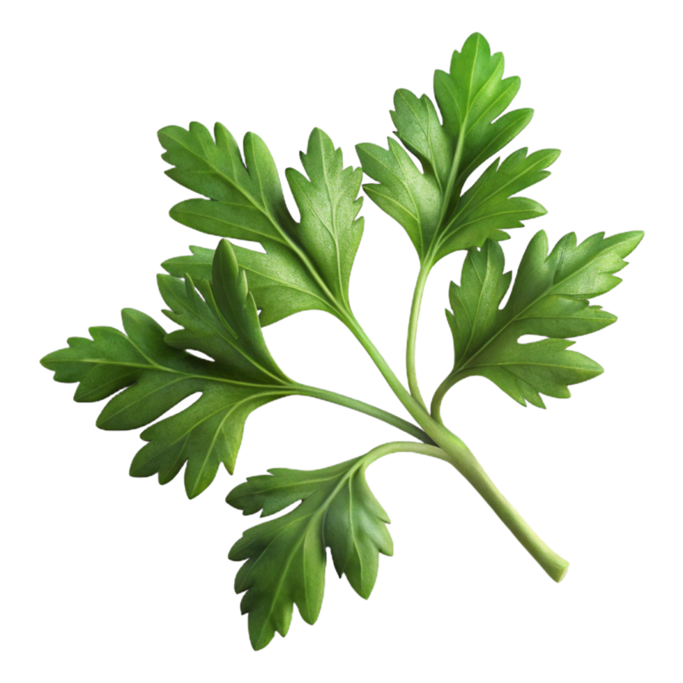 extraordinary vintage Parsley Sprig Fresh Transparent Background original png