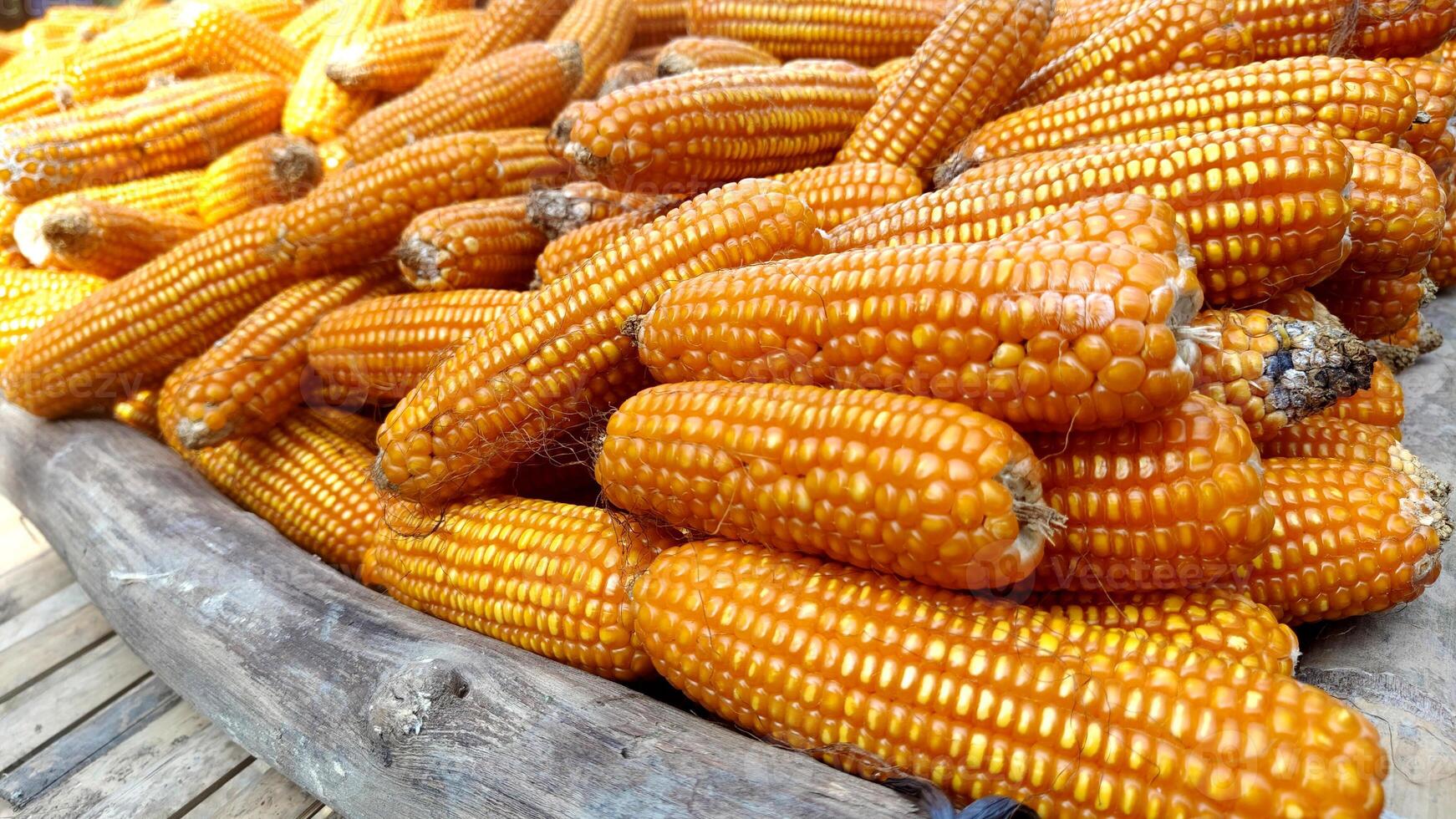 pile of corn. agriculture organic product. photo