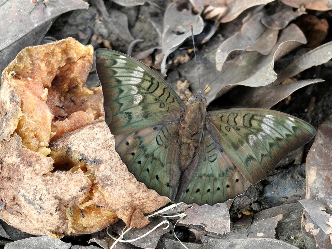 Butterfliy eat fruit. nature background. photo
