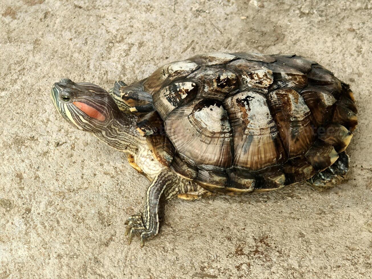 cute amphibian fauna from sea photo