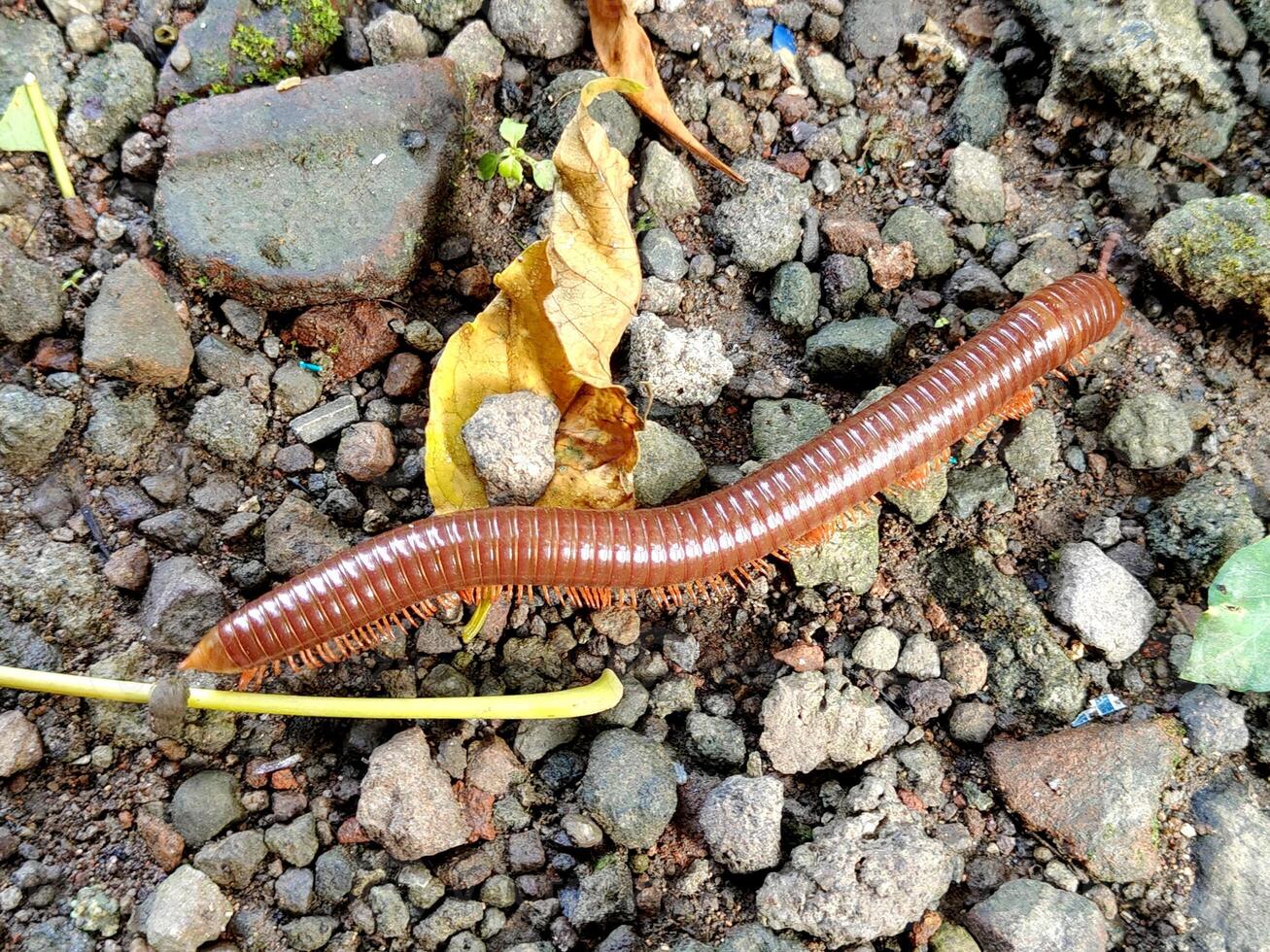 centipede walk through stone. wild invertebrate. photo