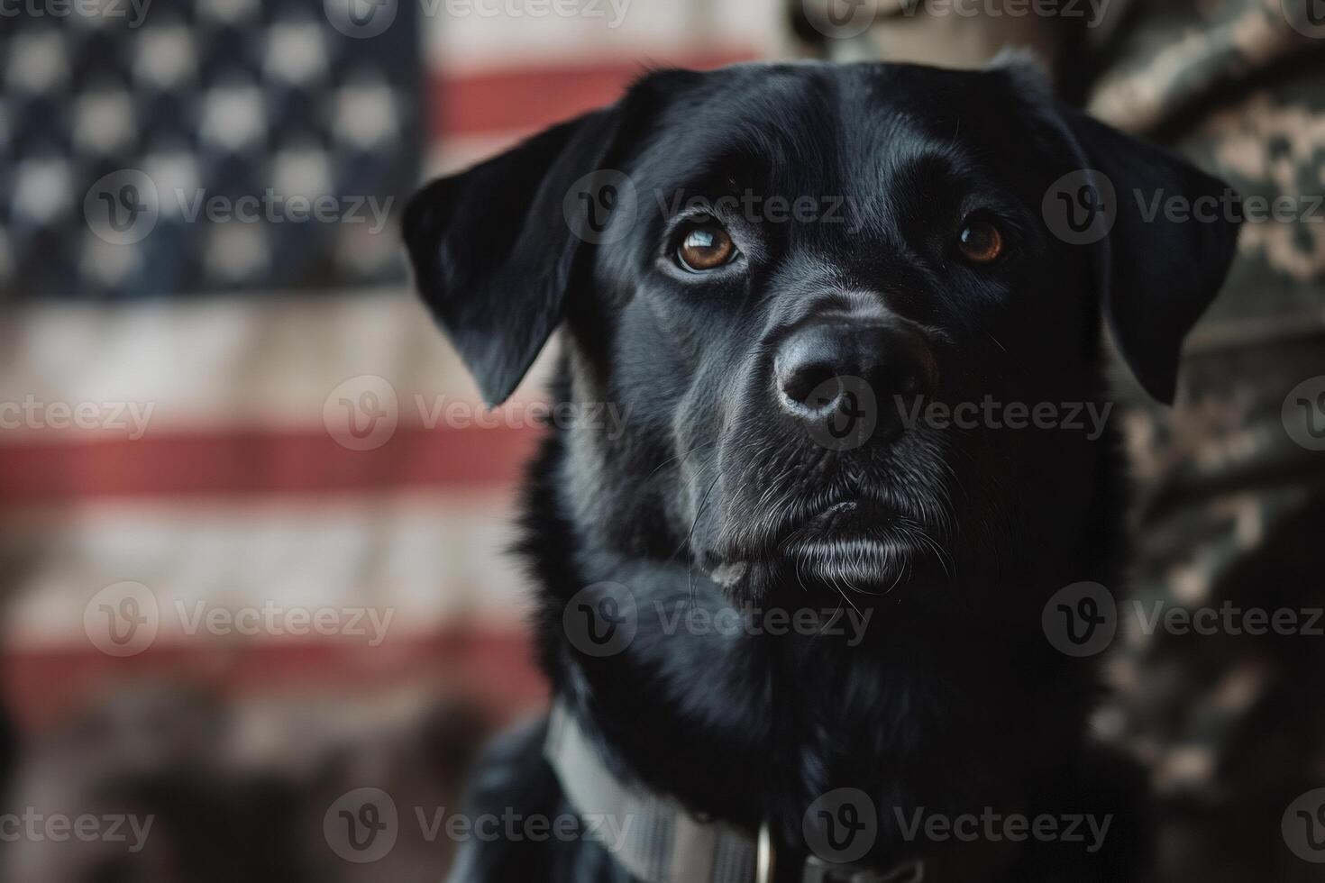 Black labrador dog sitting with american flag background photo