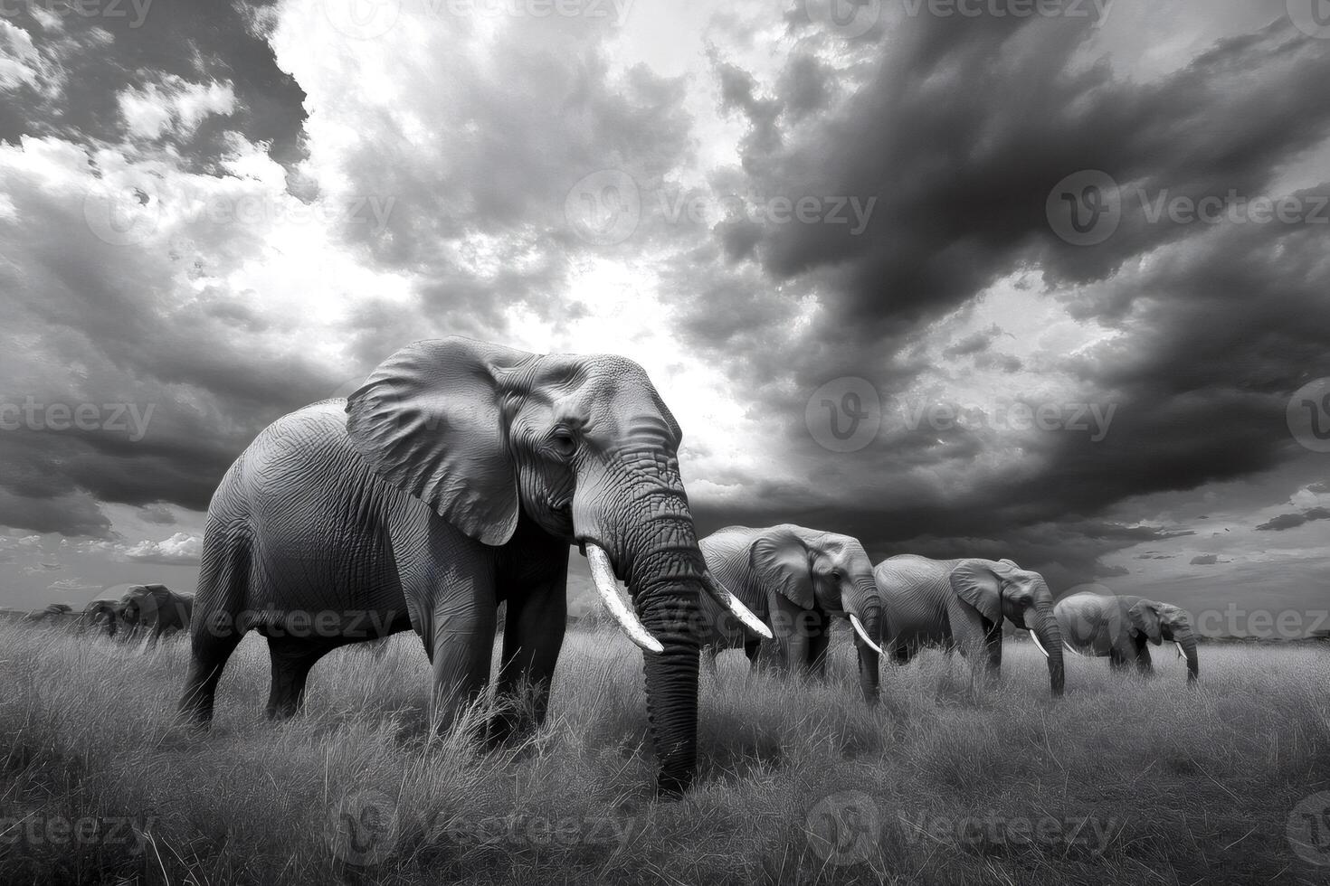 Elephant family walking in tall grass under cloudy sky in black and white photo