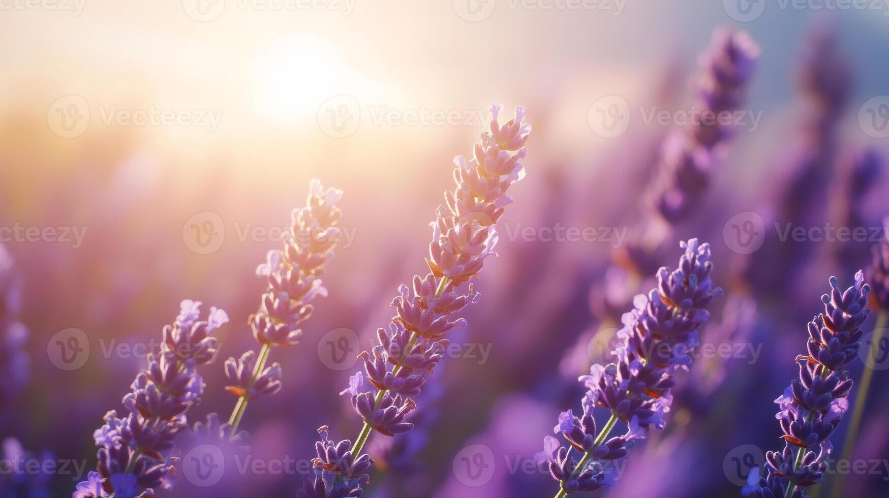 Lavender flowers blooming in a field at sunset creating a beautiful scenery photo