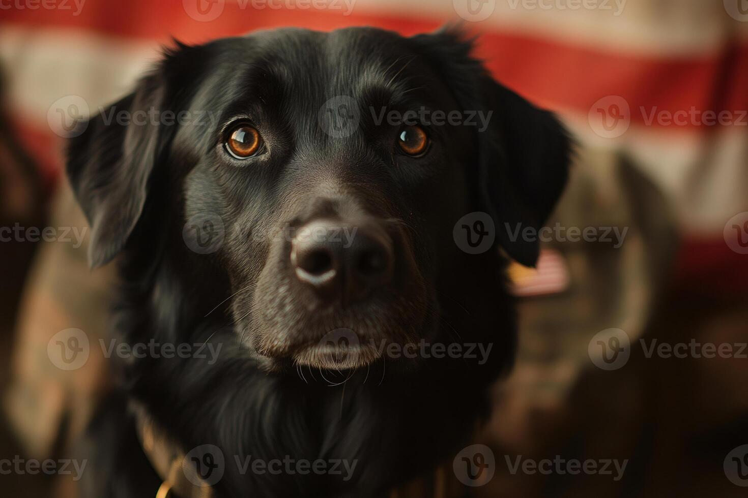 Black labrador dog posing with american flag and military uniform photo