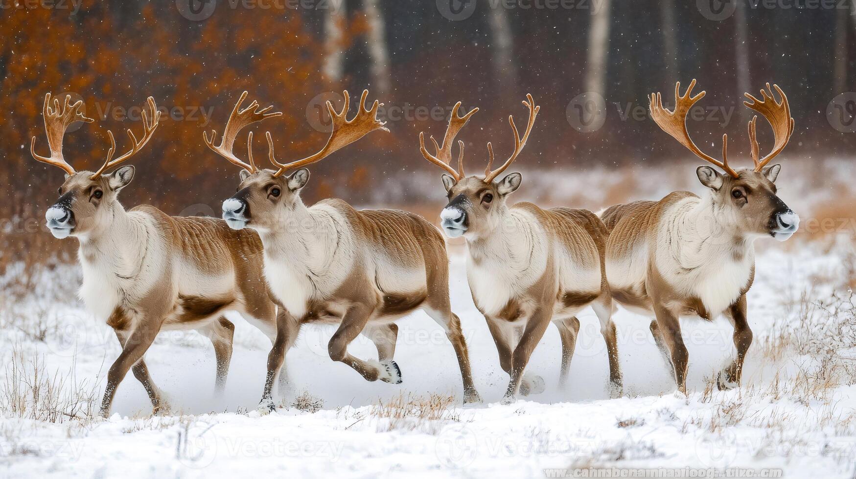 Reindeer running through snowy field in winter photo