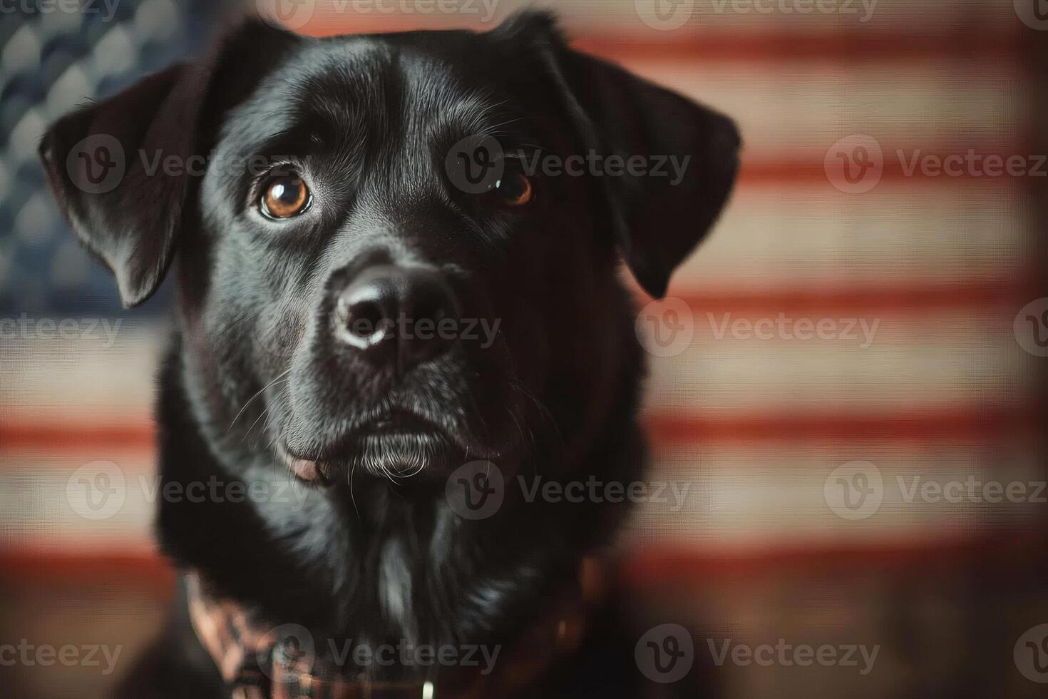 Black labrador posing with american flag backdrop photo